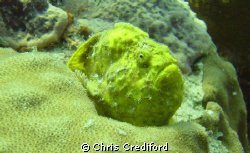 This frogfish made a perfect subject.  Bonaire, 18 Palms. by Chris Crediford 